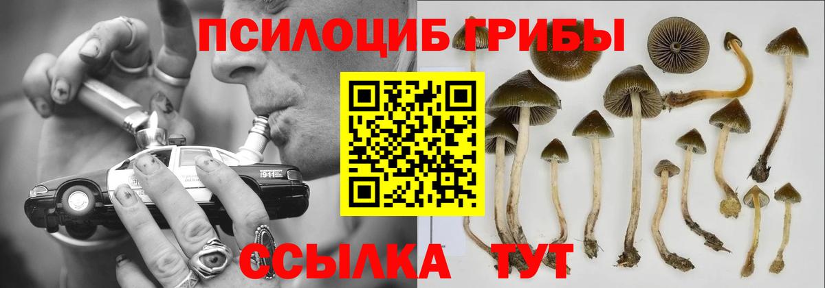 где продают   Галлюциногенные грибы MAGIC MUSHROOMS  Вход с VPN  Ставрополь 
